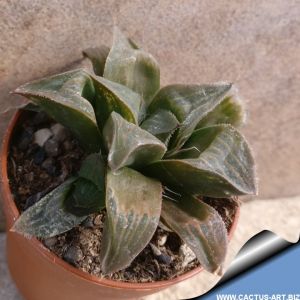 Haworthia retusa v. multilineata