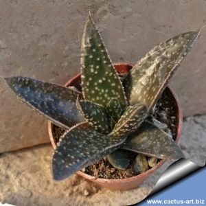 Gasterhaworthia cv. TIKATI