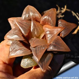 Haworthia atrofusca