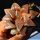 Haworthia atrofusca