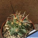 Coryphantha runyonii x macromeris