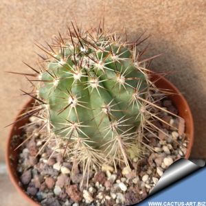Echinocereus ferreirianus SB1268 North-West of Santa Rosalia, South Baja California, Mexico