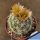 Escobaria emskoetteriana Salitre, Nuevo Leon, Mexico.