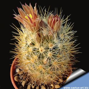 Escobaria emskoetteriana Salitre, Nuevo Leon, Mexico.