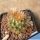 Escobaria emskoetteriana Salitre, Nuevo Leon, Mexico.