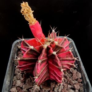 Gymnocalycium mihanovichii hybrid variegata (RED TIGER TYPE)