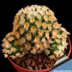 Mammillaria carmenae