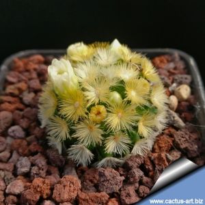 Mammillaria carmenae