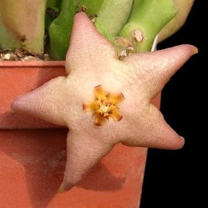 Stapelia divaricata Swelledam