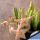 Stapelia divaricata Swelledam