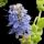 Plectranthus tomentosa 'Vick's Plant'