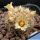 Mammillaria lasiacantha v. roseocentra San Francisco, Mexico