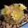 Mammillaria lasiacantha v. roseocentra San Francisco, Mexico