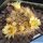 Mammillaria lasiacantha v. roseocentra San Francisco, Mexico