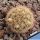 Mammillaria lasiacantha v. roseocentra San Francisco, Mexico
