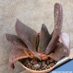 Gasteria brachyphylla v. bayeri