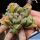 Haworthia cv. FIVE STAR