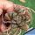 Haworthia cv. FIVE STAR