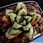 Haworthia cv. FIVE STAR