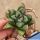 Haworthia cv. FIVE STAR