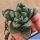 Haworthia cv. FIVE STAR