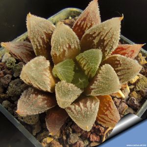 Haworthia cv. HAKUTEIJOH (ex Japan)