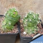 Mammillaria sp. forma monstruosa