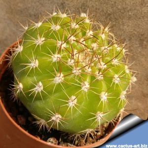 Echinopsis ibicuatensis