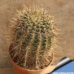 Lobivia aurea v. rubustispina