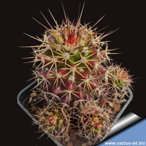 Mammillaria beiselii