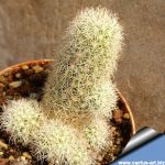Mammillaria viperina (sphacelata) SB836, Zapotitlan, Puebla, Mexico