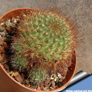 Rebutia donaldiana