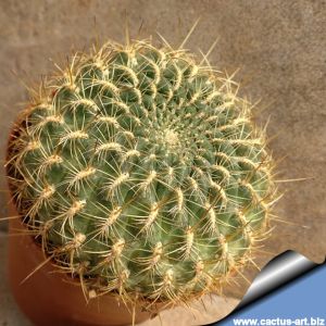 Sulcorebutia torotorensis KK1212 ,Arque, Bolivia