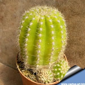 Trichocereus hybrid seeds from cv. ORANGE CALIFORNIA (multicolored from seed)