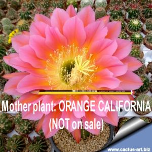 Trichocereus hybrid seeds from Orange California (multicolored from seed)