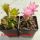 Gymnocalycium mihanovichii