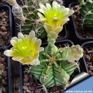 Gymnocalycium mihanovichii