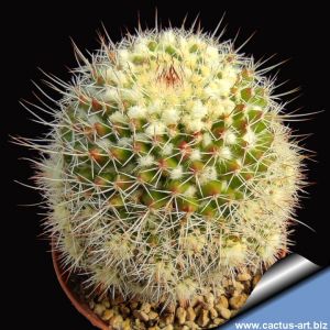 Mammillaria nejapensis cv. multiprolifera