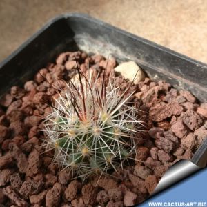 Escobaria sp. Parras, Coahuila, Mexico