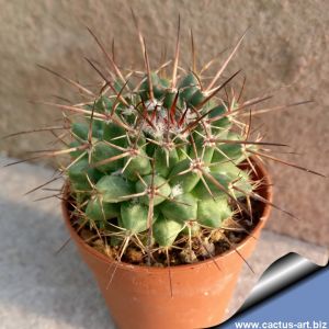 Mammillaria rioverdense REP1123 Rio Verde 1200m, San Luis Potosi, Mexico