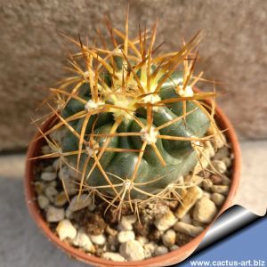 Discocactus hybrid