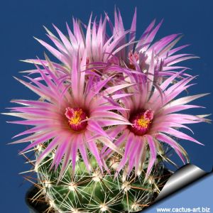 Escobaria vivipara