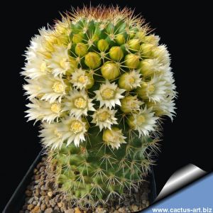 Mammillaria backebergiana v. ernestii f. albiflora