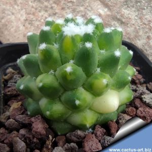 Mammillaria polythele cv. TOLUCA f. variegata (M. polythele f.inermis cv. STACHELLOS f. variegata)