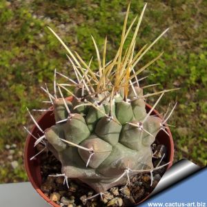 Thelocactus multicephalus PAN266, Mexico, Nuevo Leon
