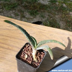 Aloe dorotheae Tanzania