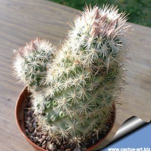 Escobaria dasyacantha