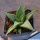 Haworthia cv. ALLIGATOR PAIR