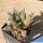 Haworthia cv. ALLIGATOR PAIR
