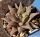 Haworthia cv. ALLIGATOR PAIR